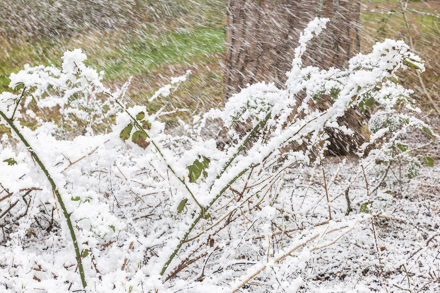 BeamZ SNOW5000 Liela apjoma sniega mašīna